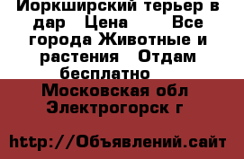 Йоркширский терьер в дар › Цена ­ 1 - Все города Животные и растения » Отдам бесплатно   . Московская обл.,Электрогорск г.